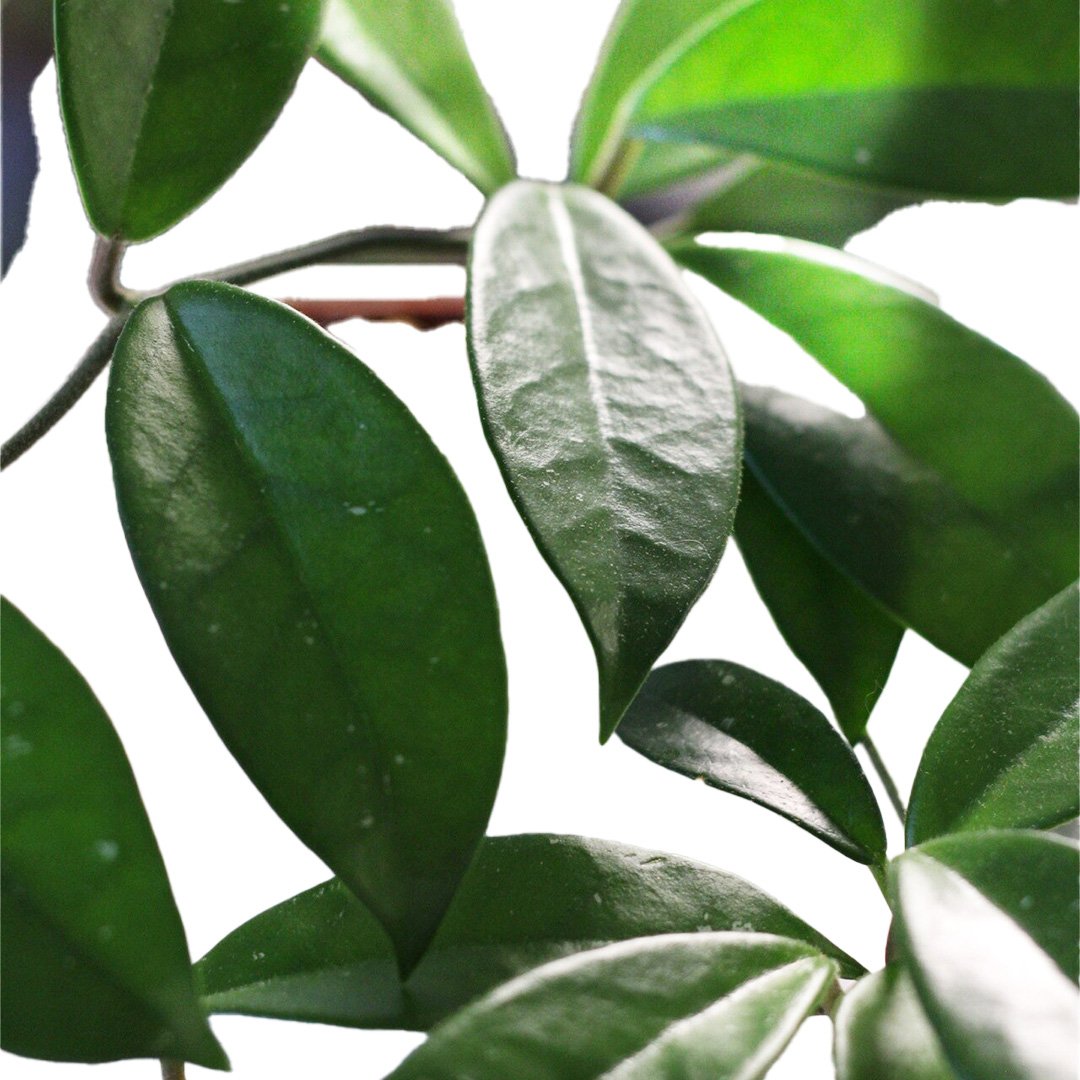 Hoya Carnosa Green